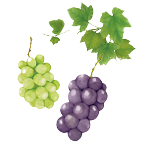 葡萄